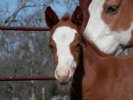 Telusionist Filly Foaled 2-3-2013